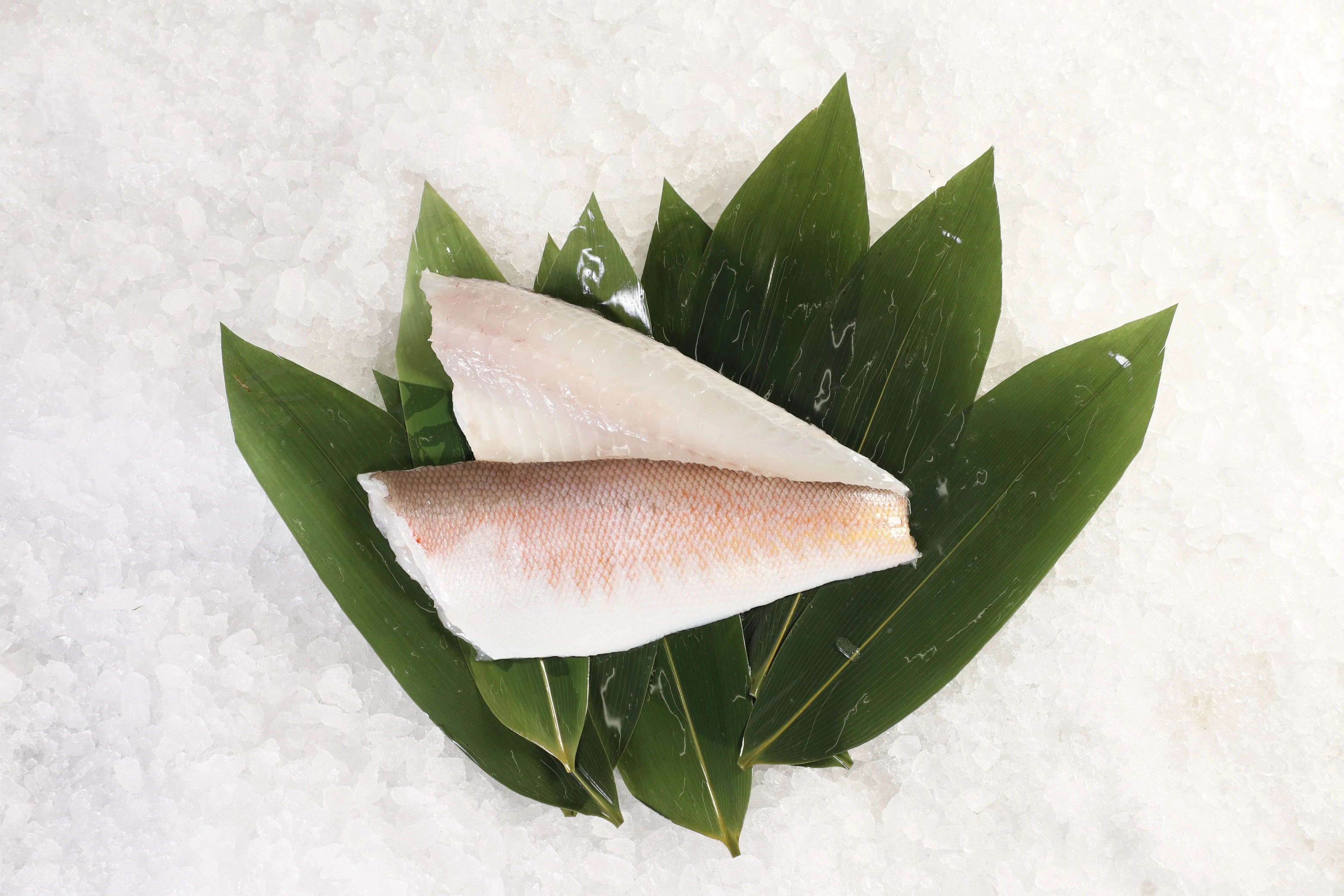 Fillet of Talefish(Amadai)