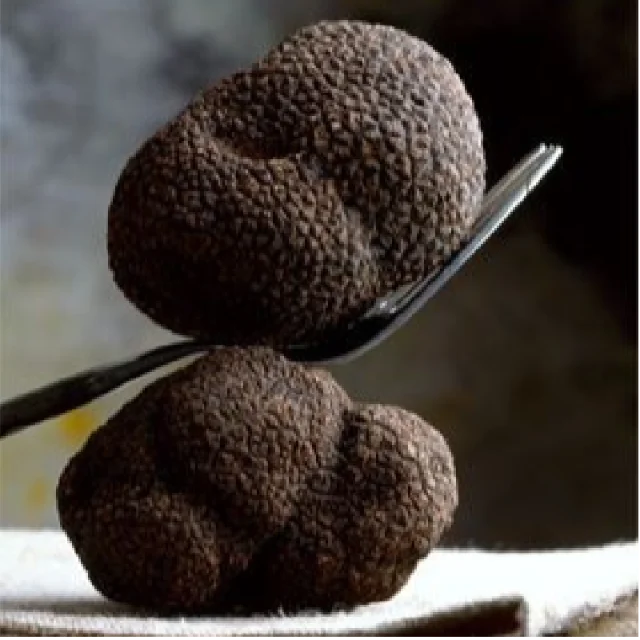 DETAN wild black truffel for sale