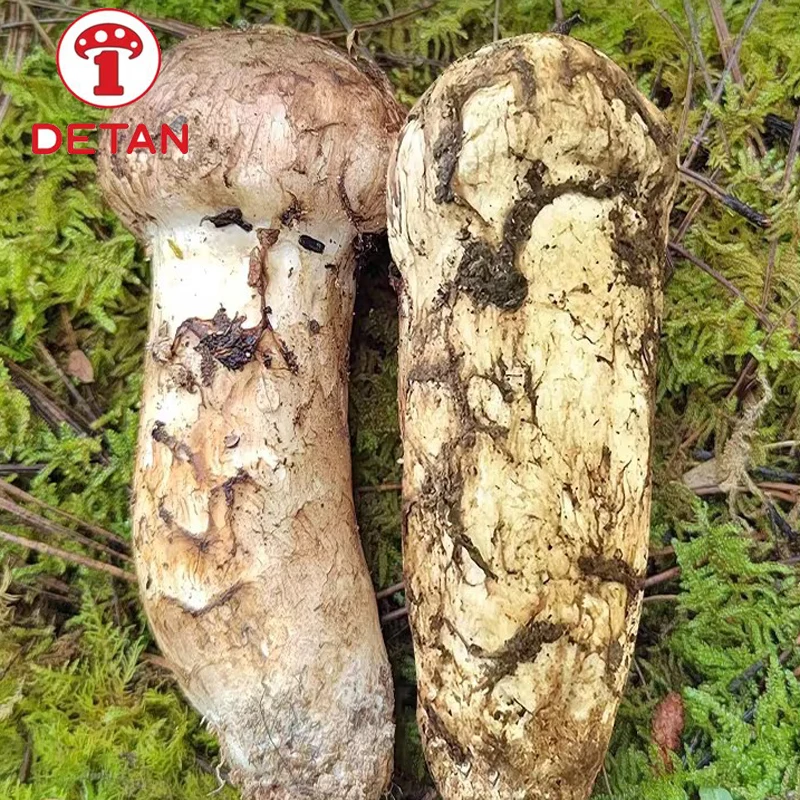 Высококачественная дикая песня rong, гриб matsutake, экспорт, трихолома matsutake по оптовой цене