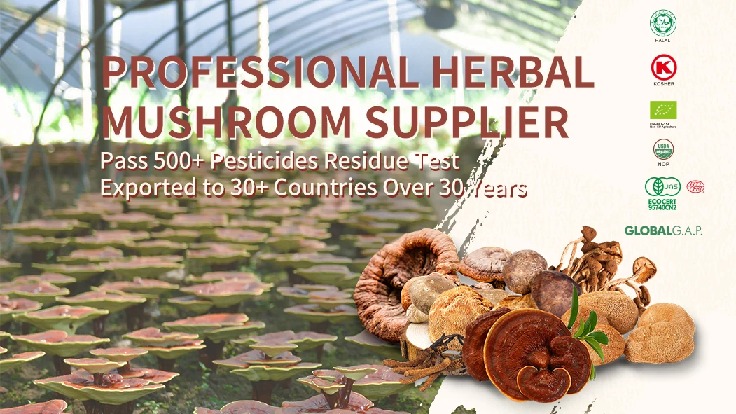 Organic Mushroom Extract Powder Reishi Mushroom Extract Lingzhi Extract Powder With Organic Certificates