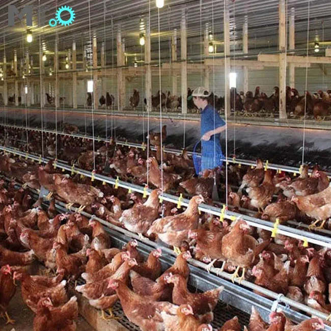 
 Автоматическая система кормления птицеводческой цепи для бройлеров и курей  