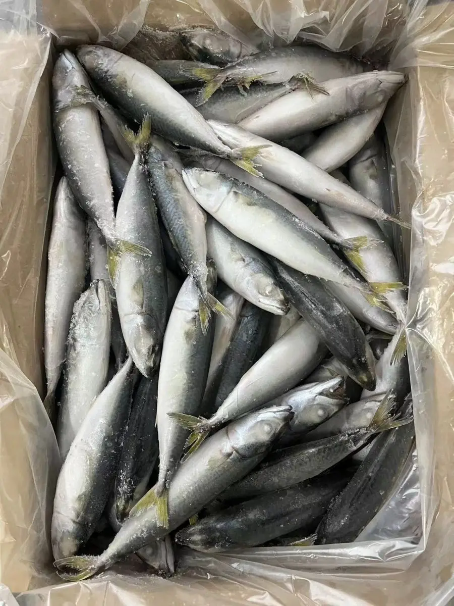 Excellent Quality Frozen Seafood IQF Pacific Mackerel for Indonesia Market