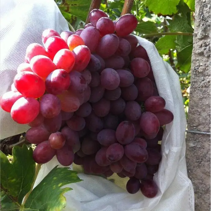 Factory Supply Anti-UV PP Spunbond Nonwoven Fruit Protection Bags For Banana Cover