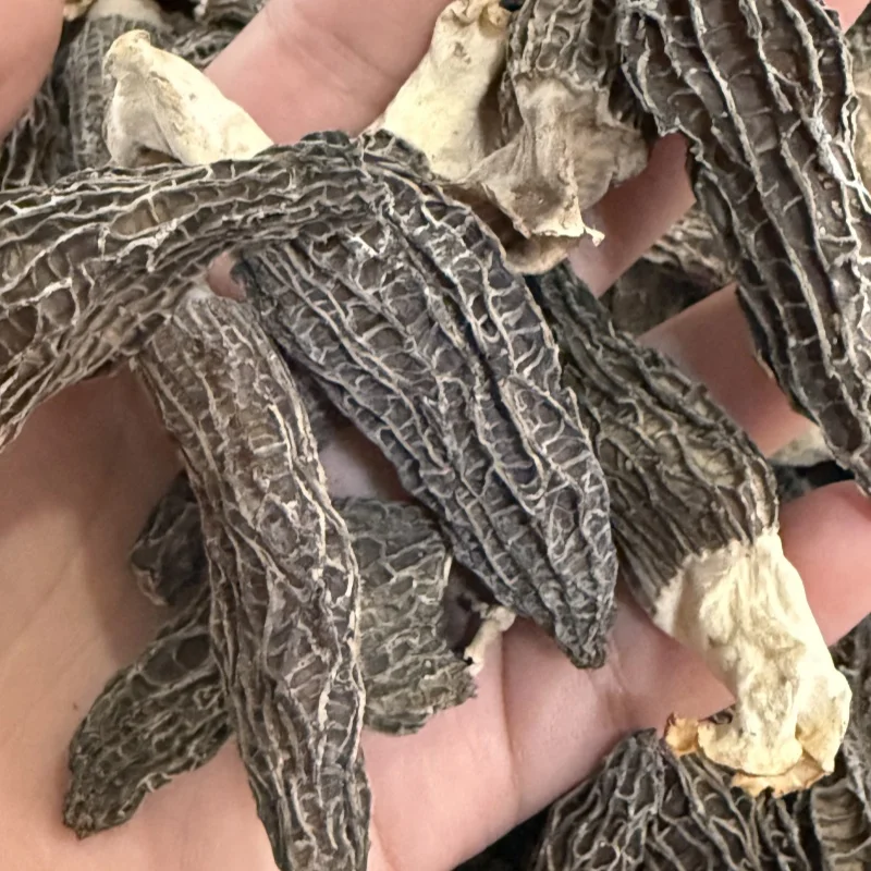 High Grade Small Size Morel Mushroom Healthy Vegetable Dried Morels