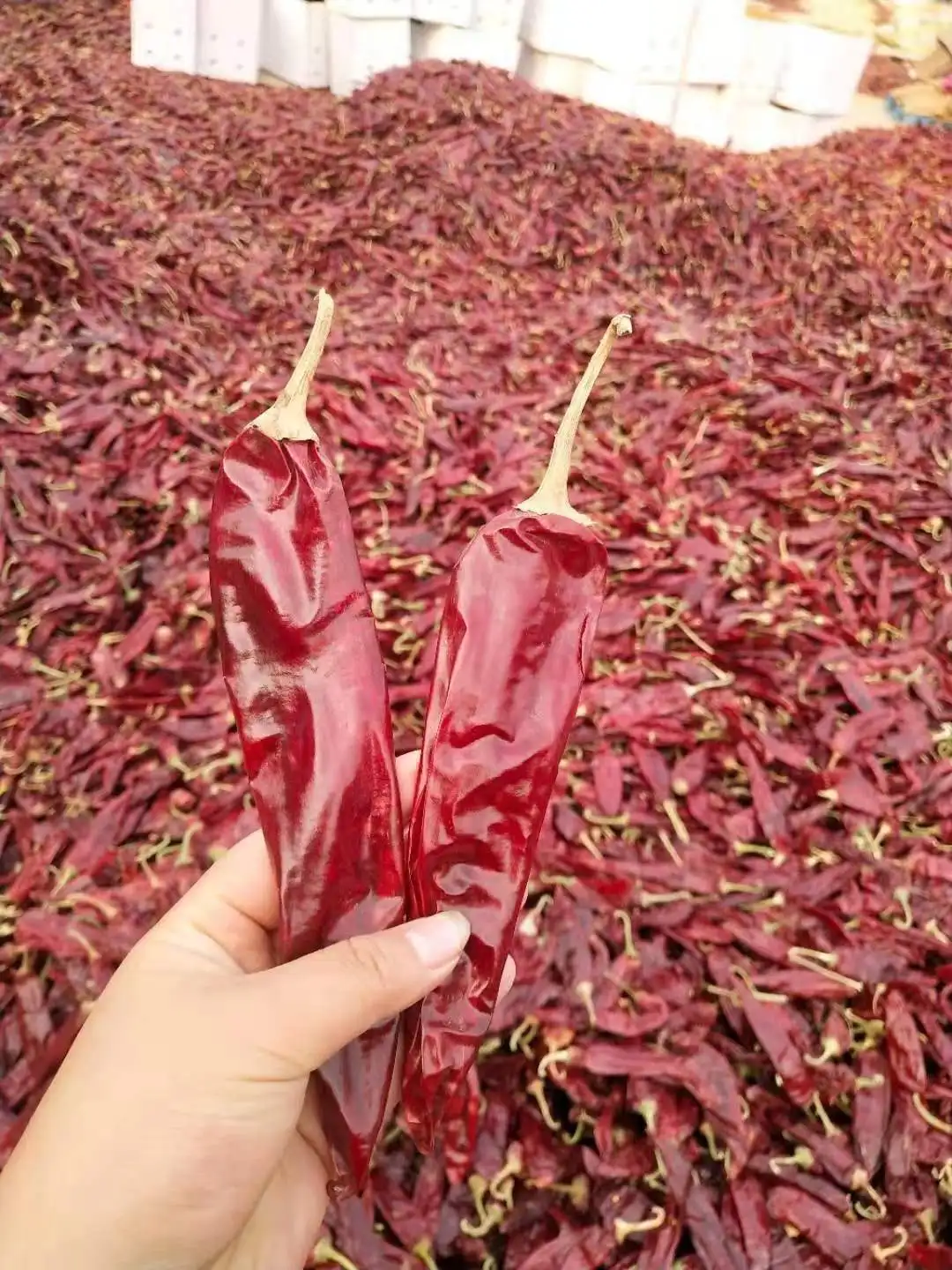 Spain Hungrain Style Paprika Piper Pepper Paprika Powder Pimentos