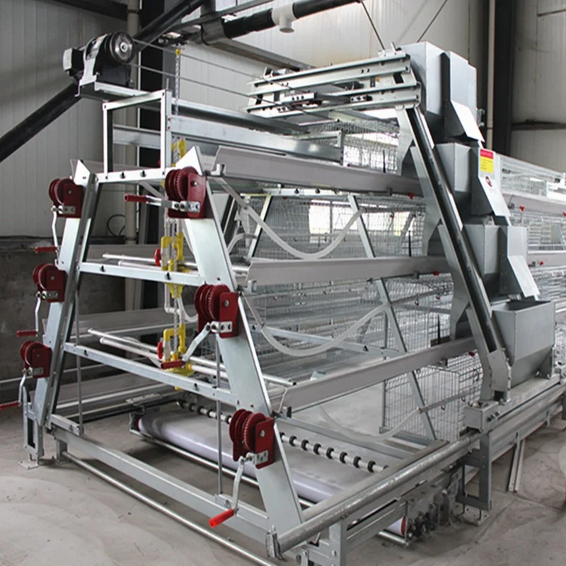 A type broiler raising chicken cage with poultry house design.JPG