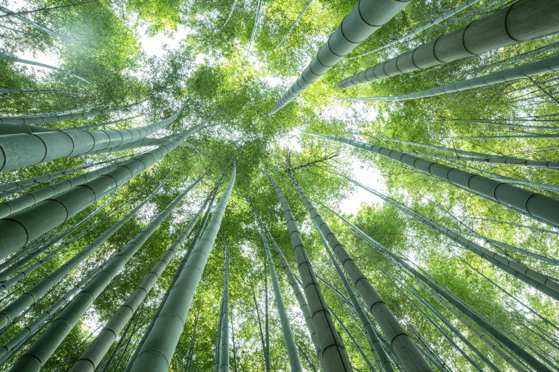 Japanese effective secure bio farming fertilizer supplier for bonsai