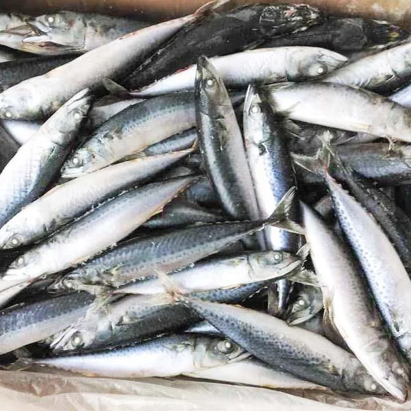 Лучшие морепродукты свежая замороженная рыба Тихоокеанская скумбрия для продажи