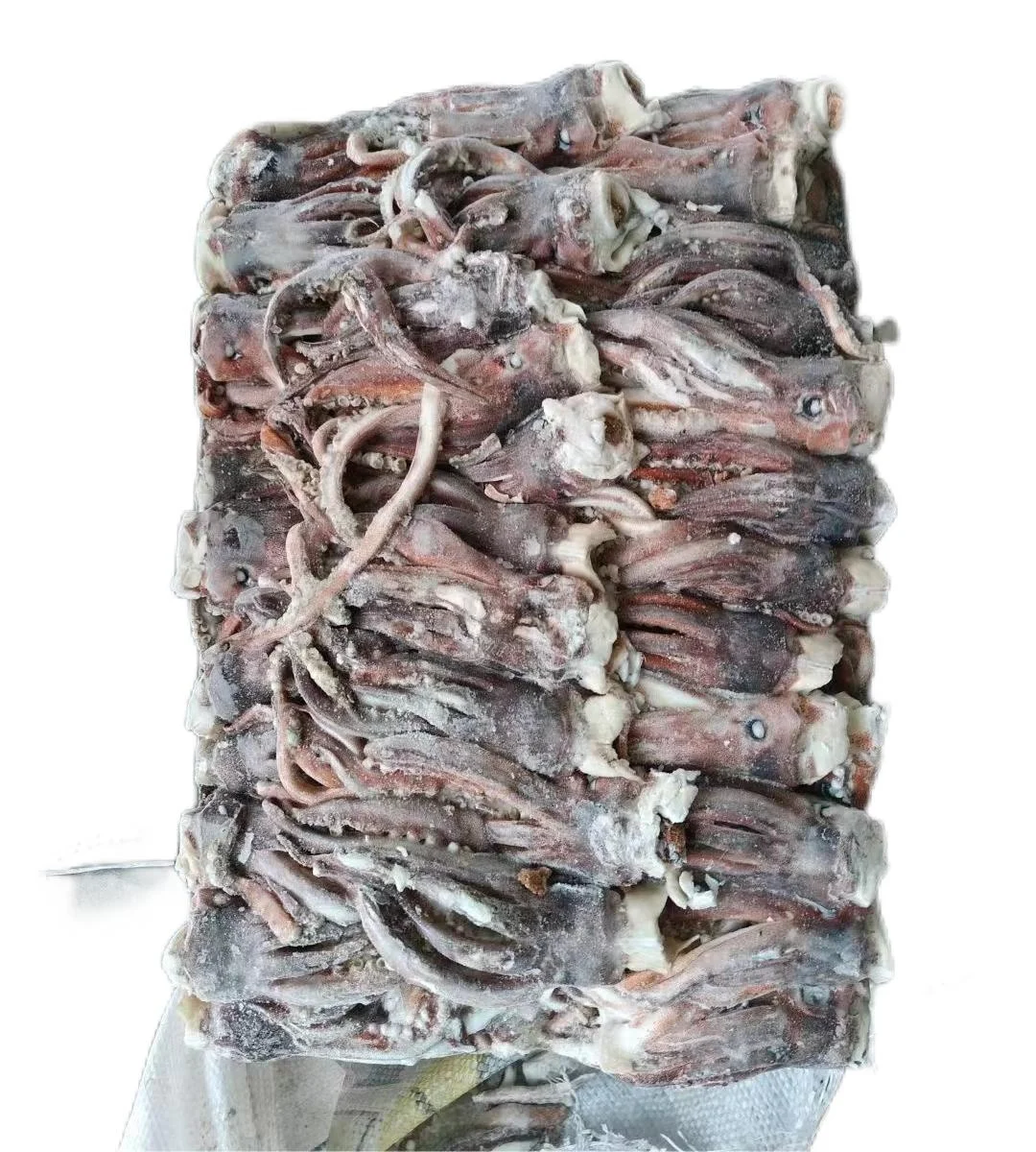 New Arrival Ready Ship BQF Frozen Squid Head Illex Squid