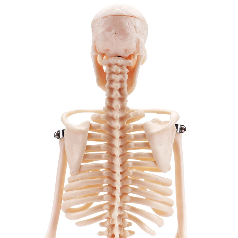 Cheaper human small size skeleton model biological model kids skeleton model