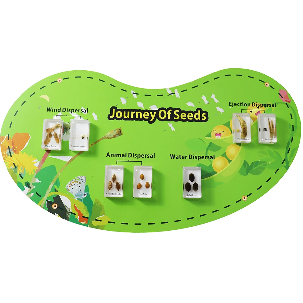 New Arrival Real Plant Specimen Journey of Seeds Wall Game Education Increase the fun for Kids Learn at Classroom