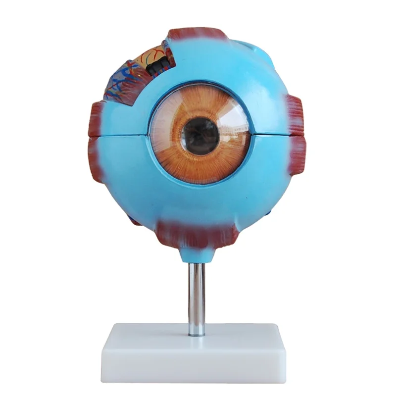 DARHMMY Medical Science Teaching Display Model Human Eye Anatomy Eyeball Magnification Model