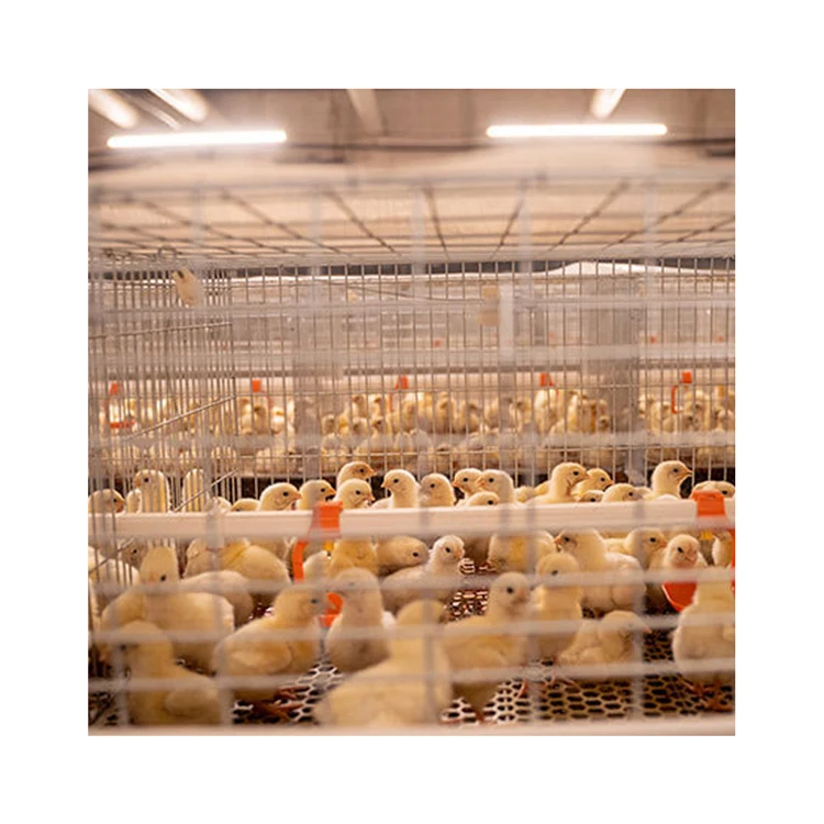 Poultry Farm Multi Tiers Galvanized Welded Wire Baby Chick Pullet Chickens Cage With Automatic Manure Cleaning System