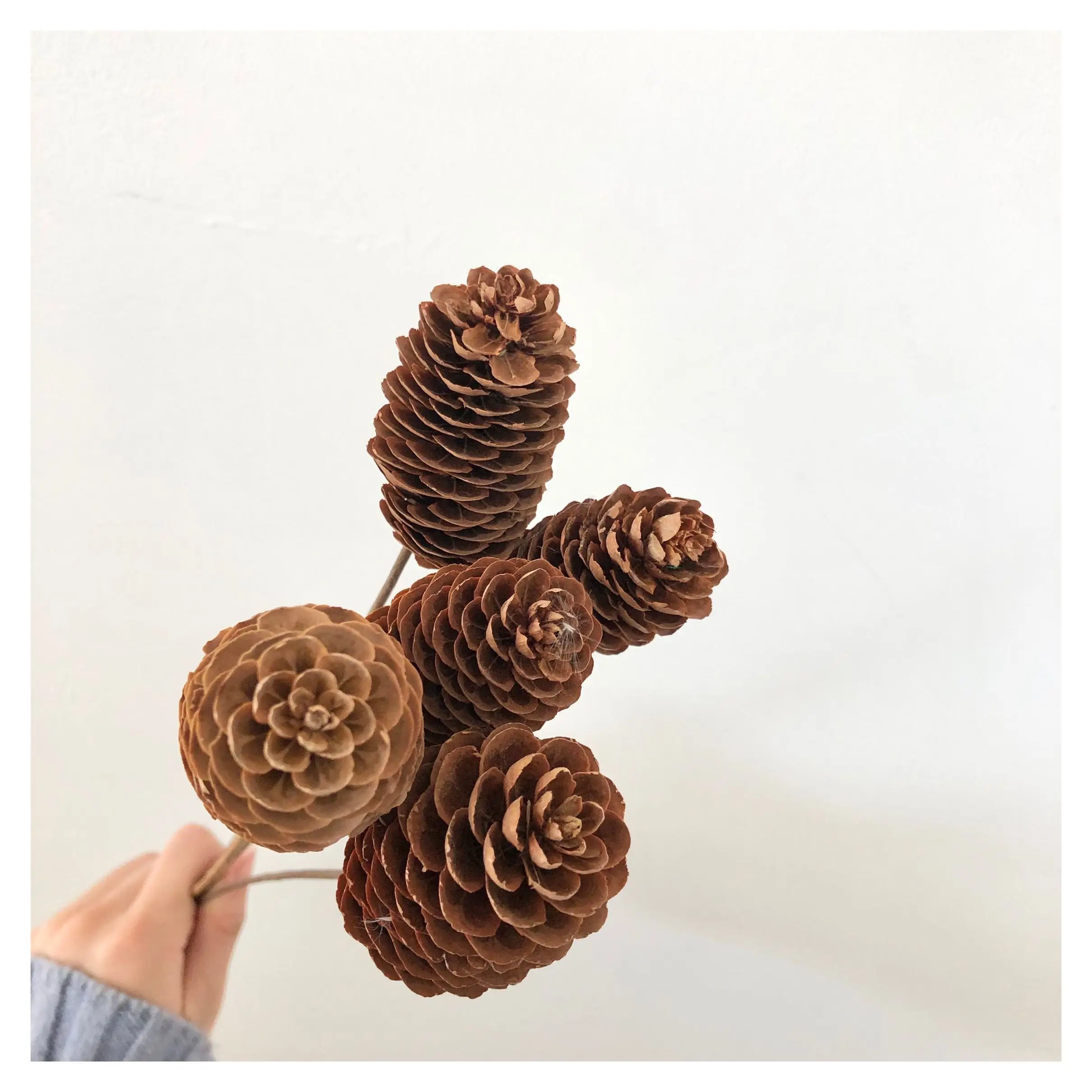 
2021 Ins Hot Sale beautiful dried pine cones for Home decoration 
