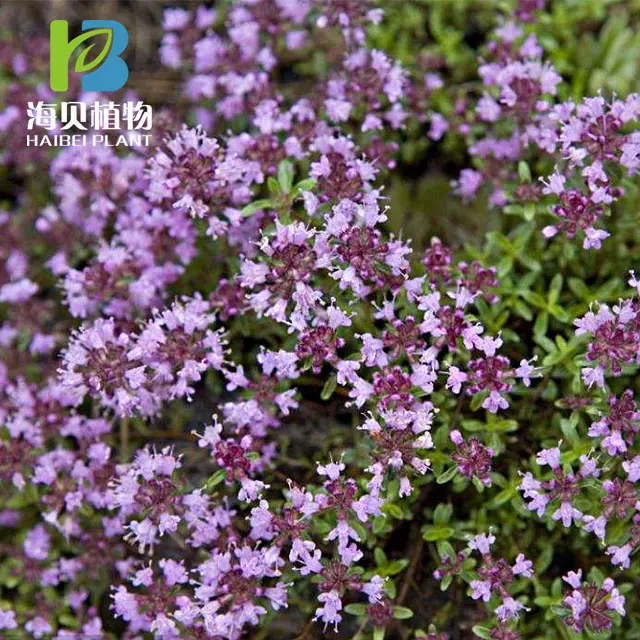 
High Quality Thyme Oil 