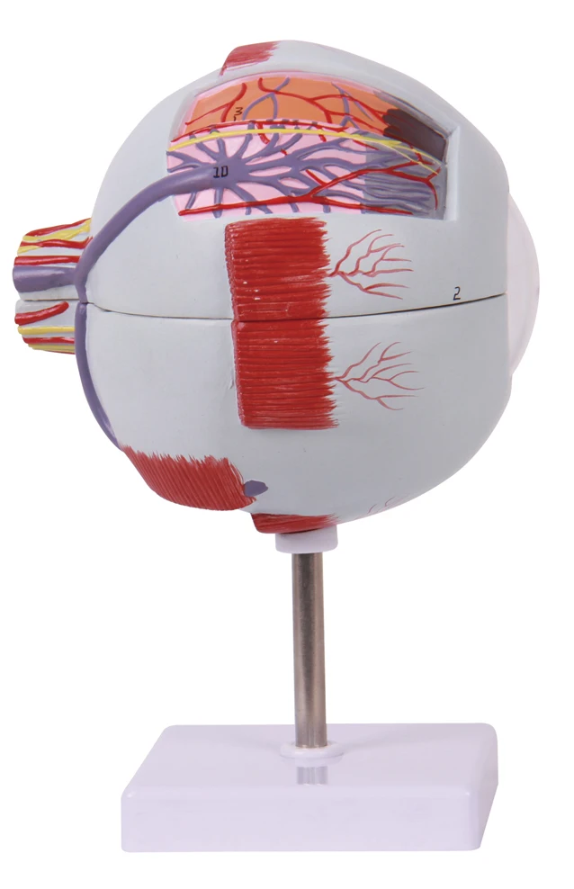 human eyeball anatomical anatomy model