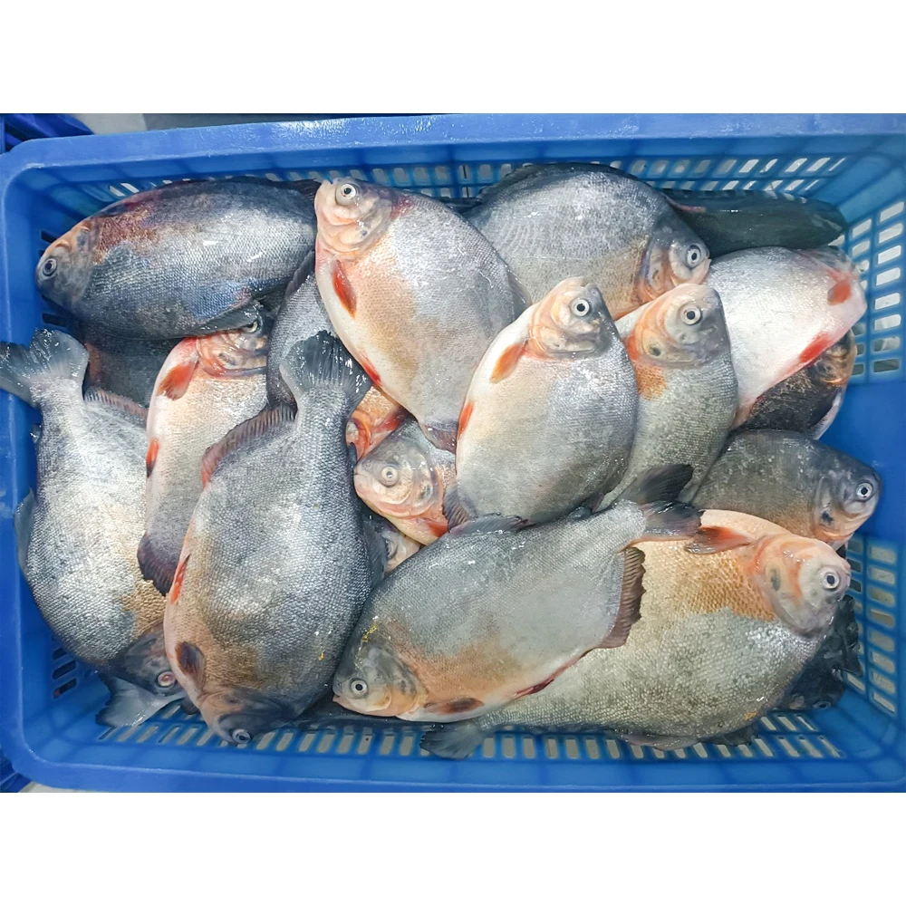 Frozen red pacu prix poisson pomfret frozen red pompano fish frozen red pomfret fish price