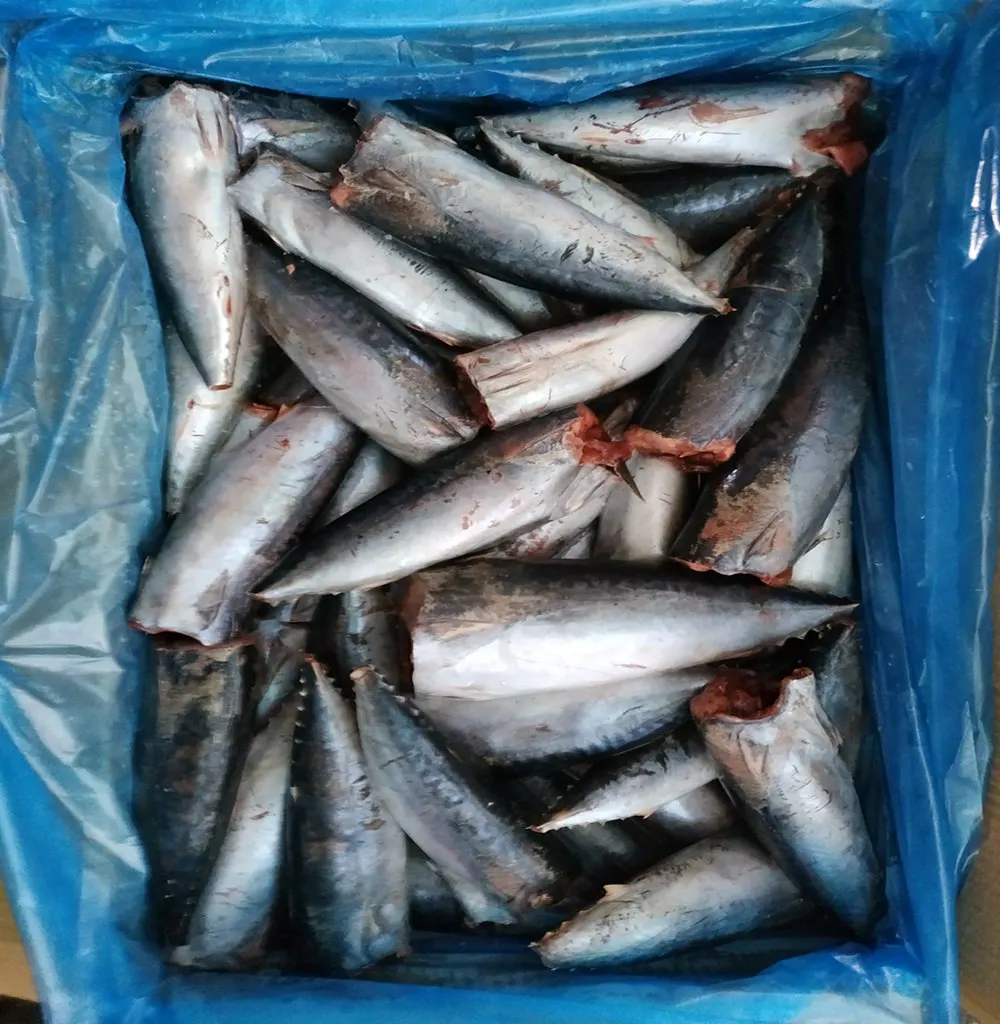 Frozen Bonito Tuna Bullet Tuna HGT for Canning,Auxis Thazard,Auxis Rochei