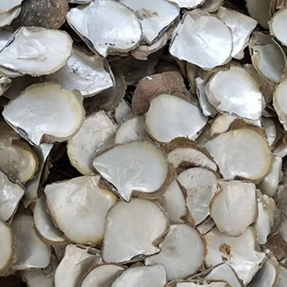 9-12cm Raw Materials Yellow MOP In Stock  Factory Price Natural Washed Yellow Mother Of Pearl