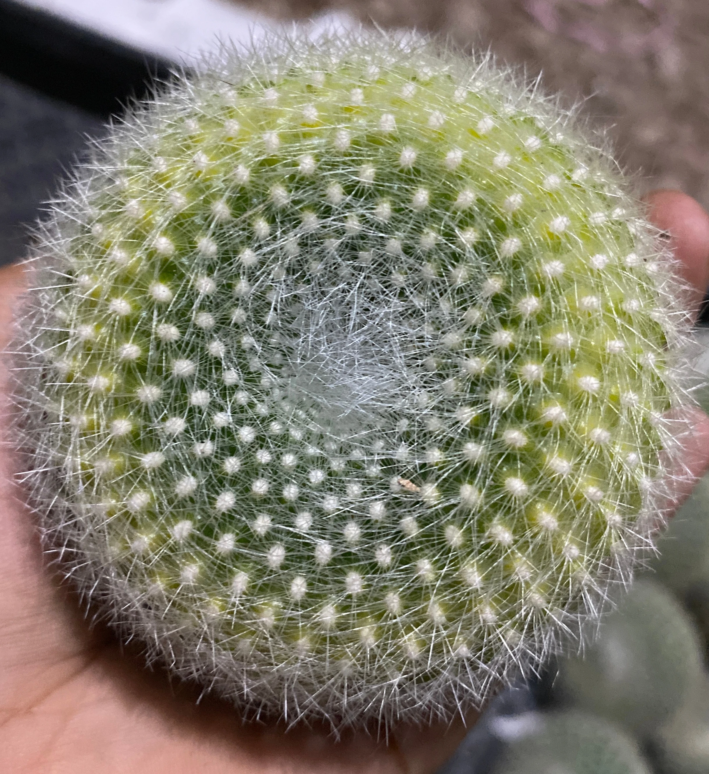 Оптовая продажа домашних кактусов