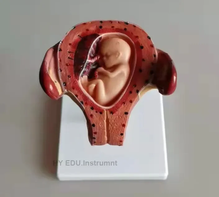Medical Science educational Placenta Anatomical Training Model Placenta Model For Teaching
