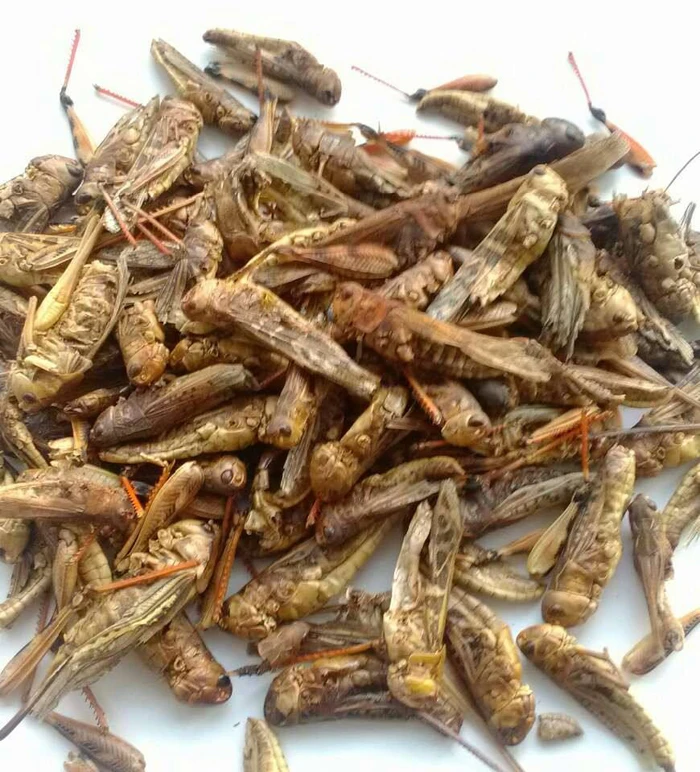 
Chinese with natural protein dried grasshopper 