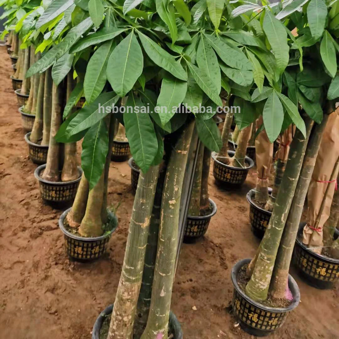 
Professional manufacture cheap foliage plants natural plants ornamental pachira money tree 