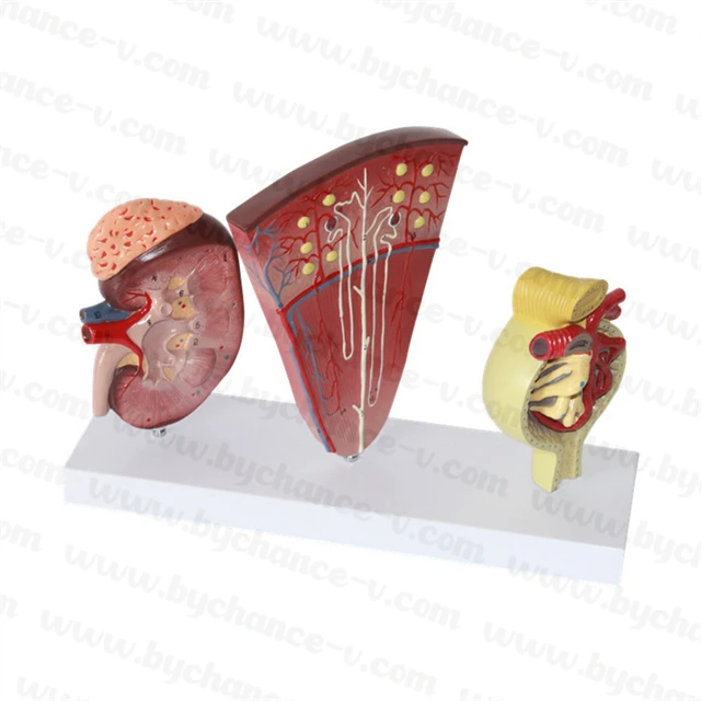 Medical Science Studying Aids Human Anatomy Model Kidney Nephron Glomerulus Urinary System Model