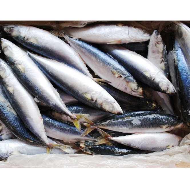  Замороженная скумбрия Scomber Fish хорошего
