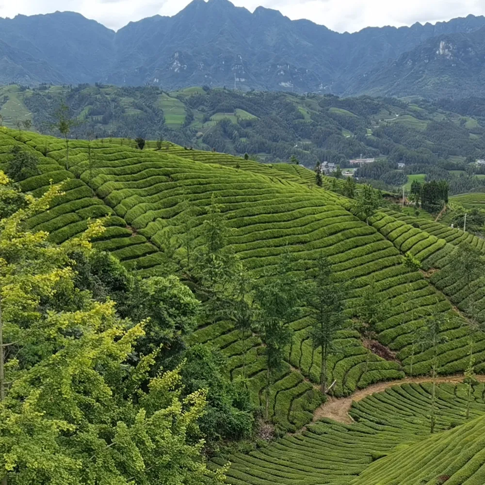 2024 Bulk Wholesale New Spring Tea High Quality Organic Huangshan Maofeng