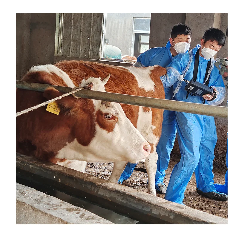 Dawei Portable Vet Ultrasound Rectal Linear Probe Cattle Pregnancy Scanner For Sale