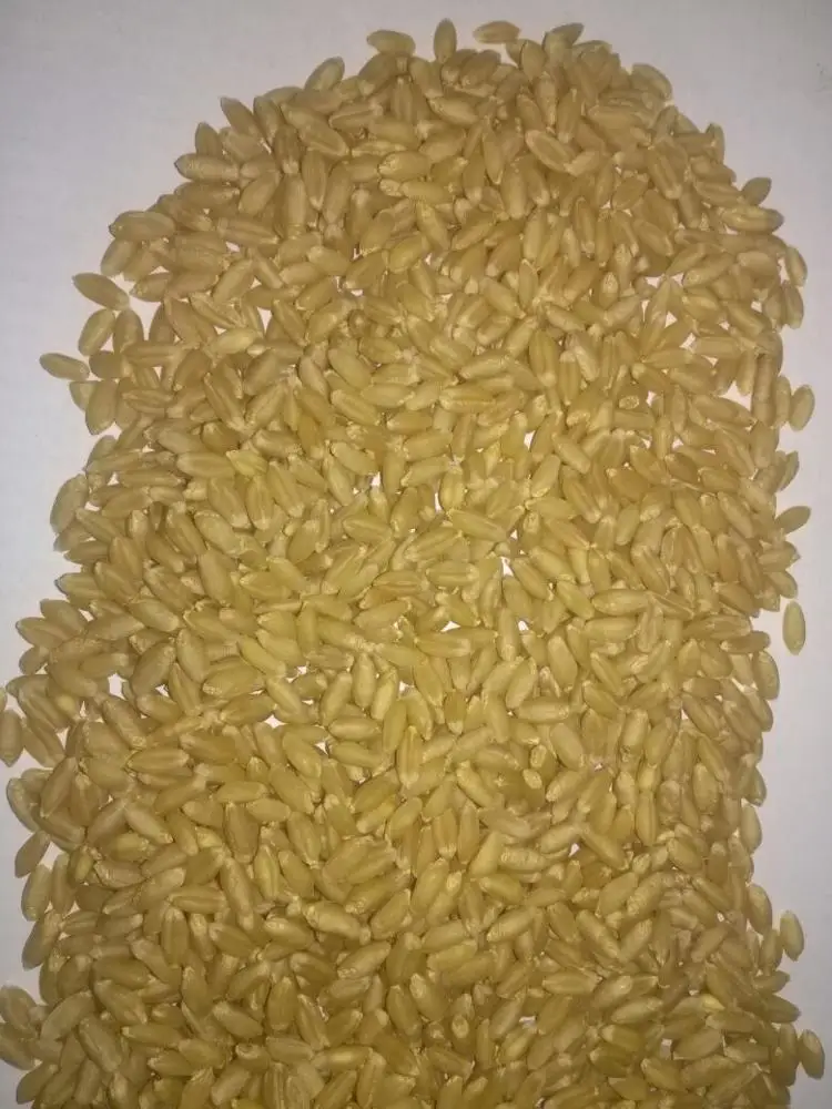  Indian Milling Wheat Grain / Seed Best Quality Packing 50kg Bag