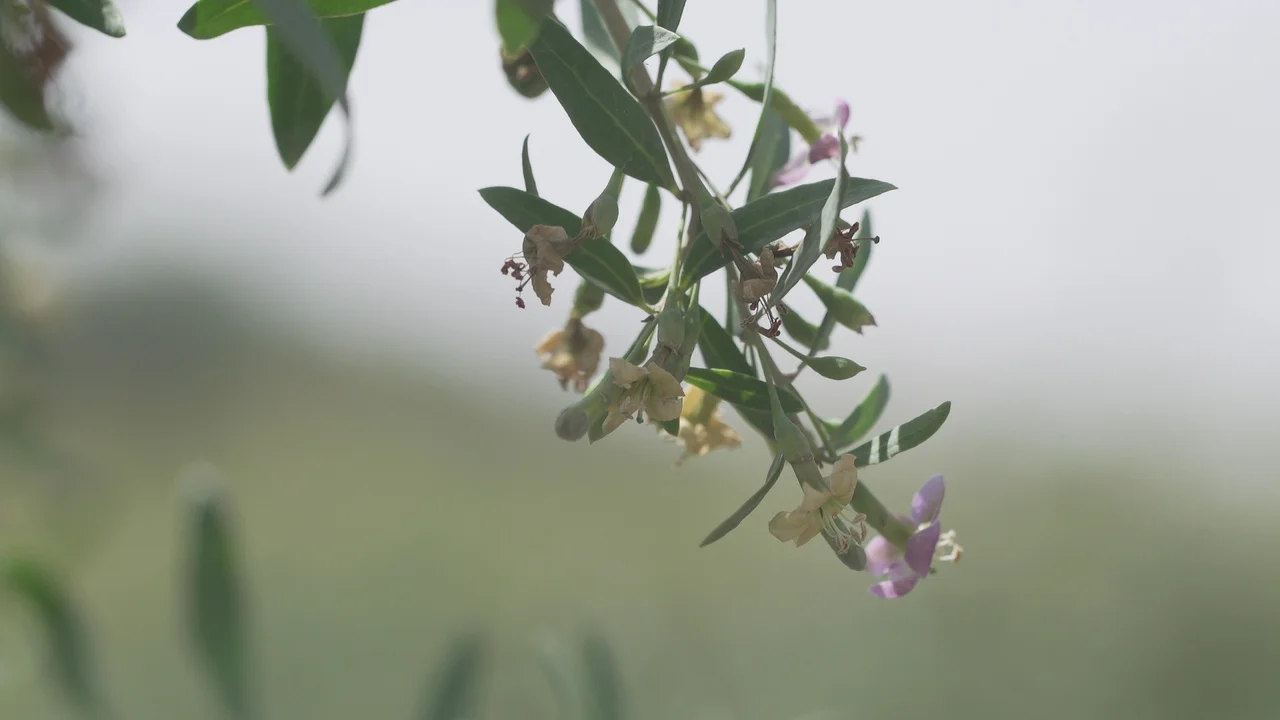 
Tibetan Origin GOOD FOR HIM Goji Berry Flowers Honey Pure Bee Products Honey Bulk Packing Honey 