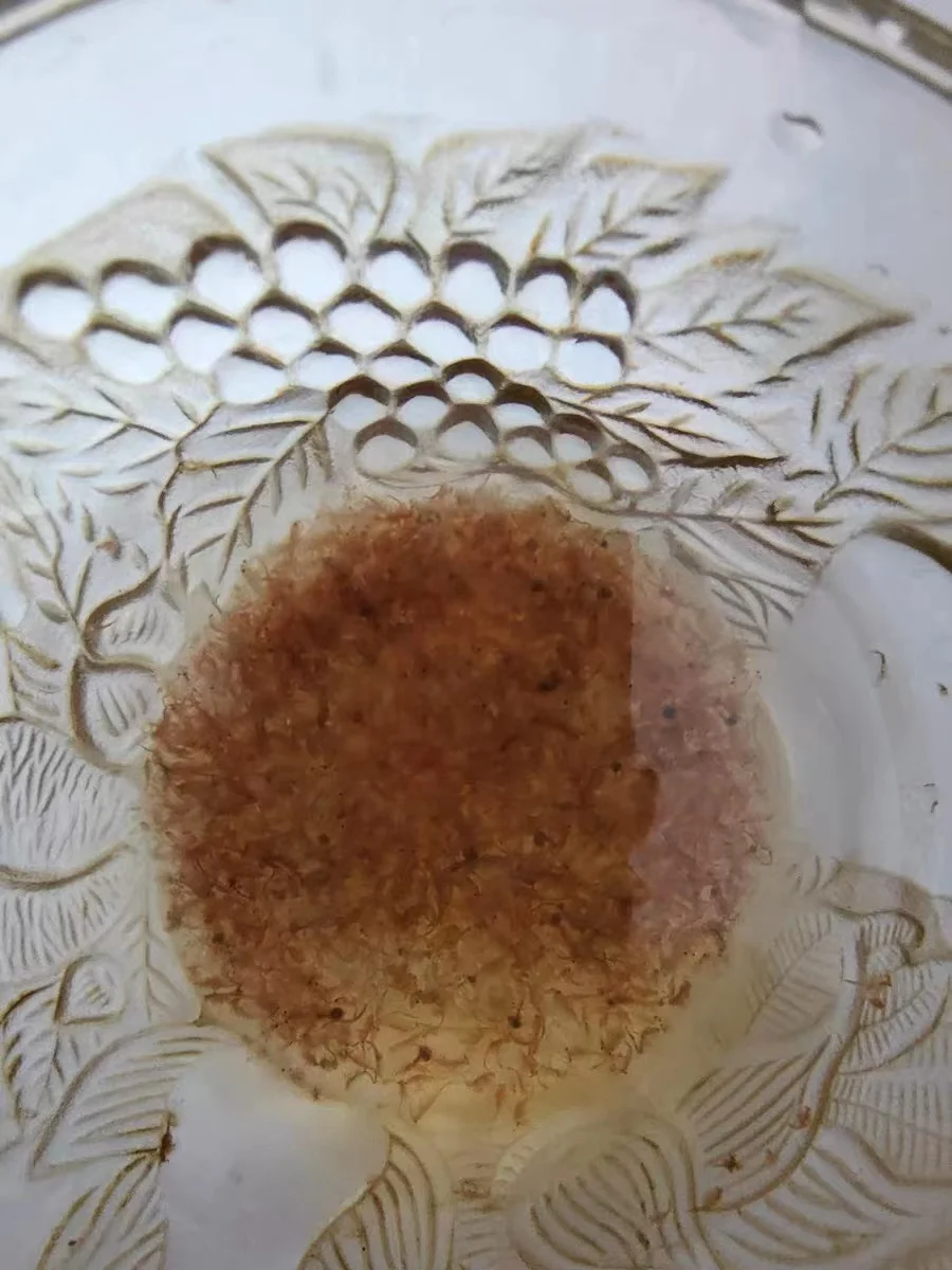 Frozen Brine Shrimp for Small Fish Tropical Fish Food