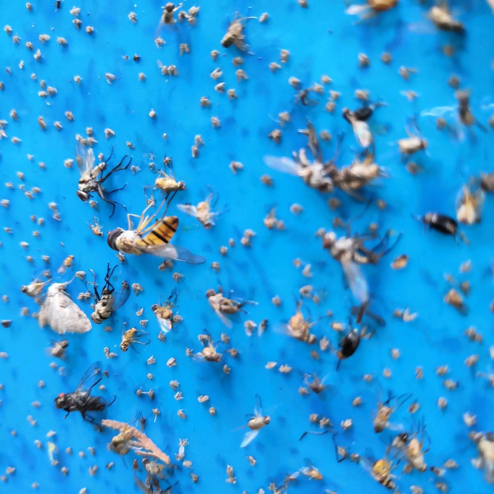 Fly Control equipment for Yellow Glue Board Double Side Insect Sticky Traps Sticky fly Paper fly killers machine