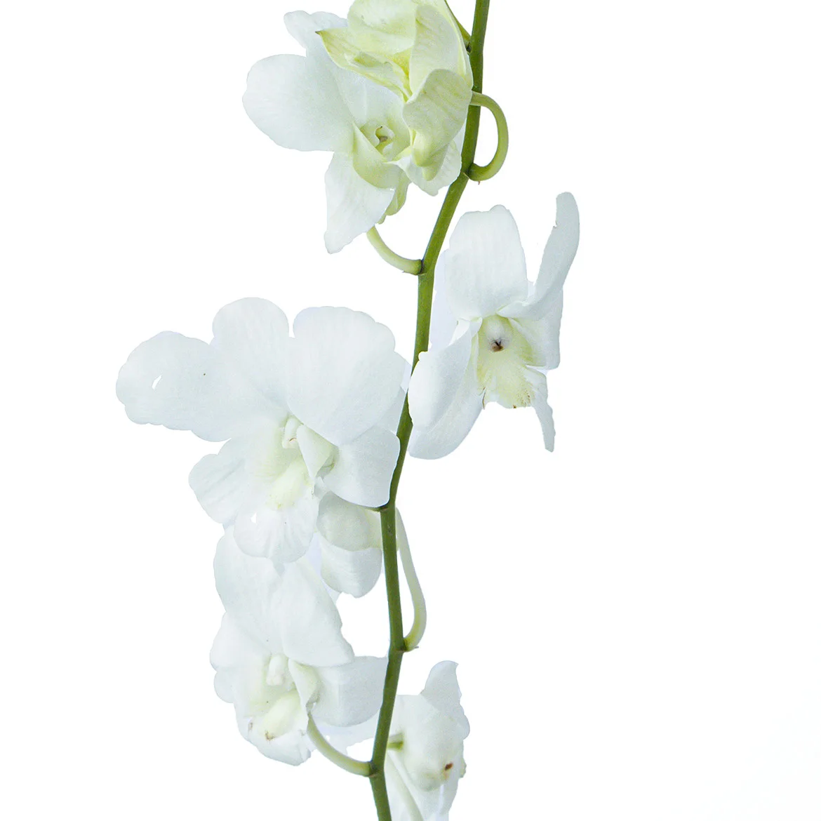 Wholesale hot and high quality fresh cut flowers Phalaenopsis and Dendrobium Orchid for table decoration