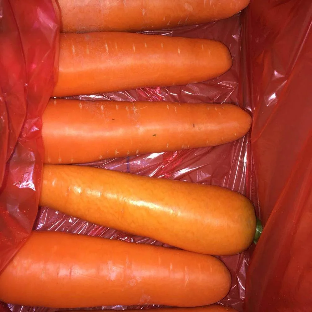 Supplier Supply Export China Carrot  Price