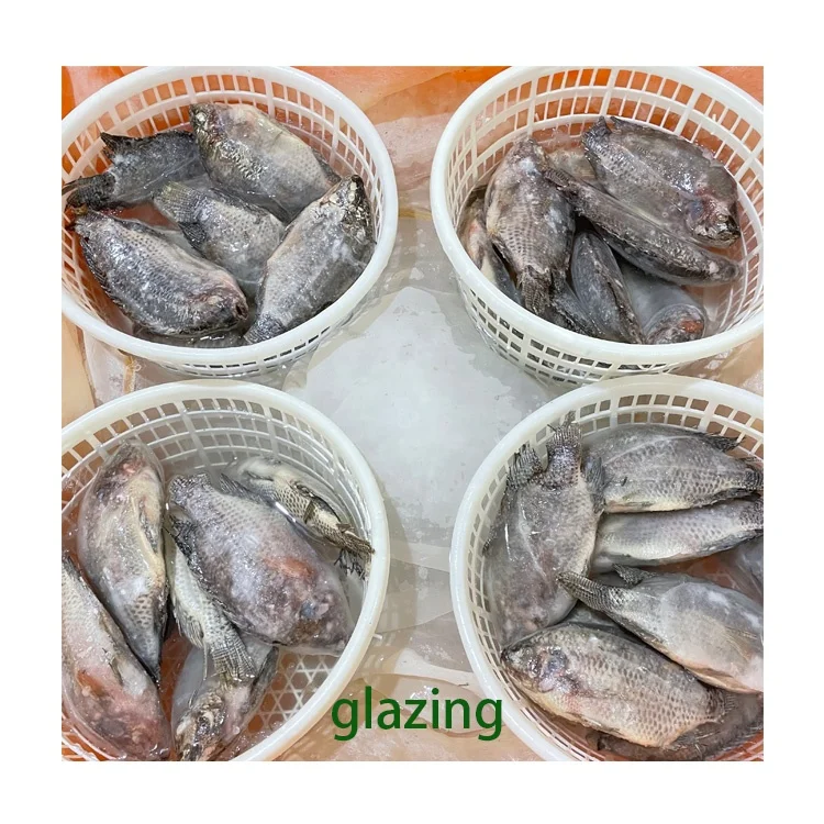Wholesale Tilapia Fish 500-800G Frozen Tilapia Exporters