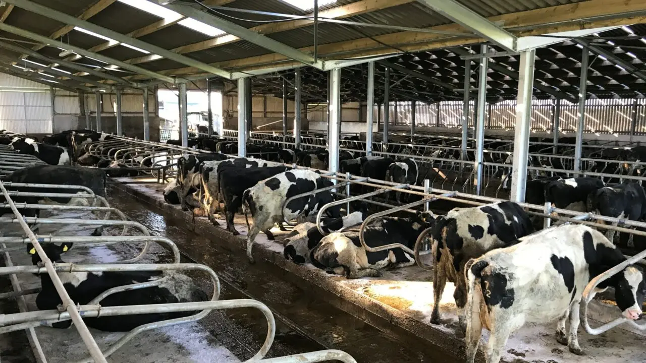 Cattle Barn Steel Structure For Livestock Farming House Prefabricated Cow Shed
