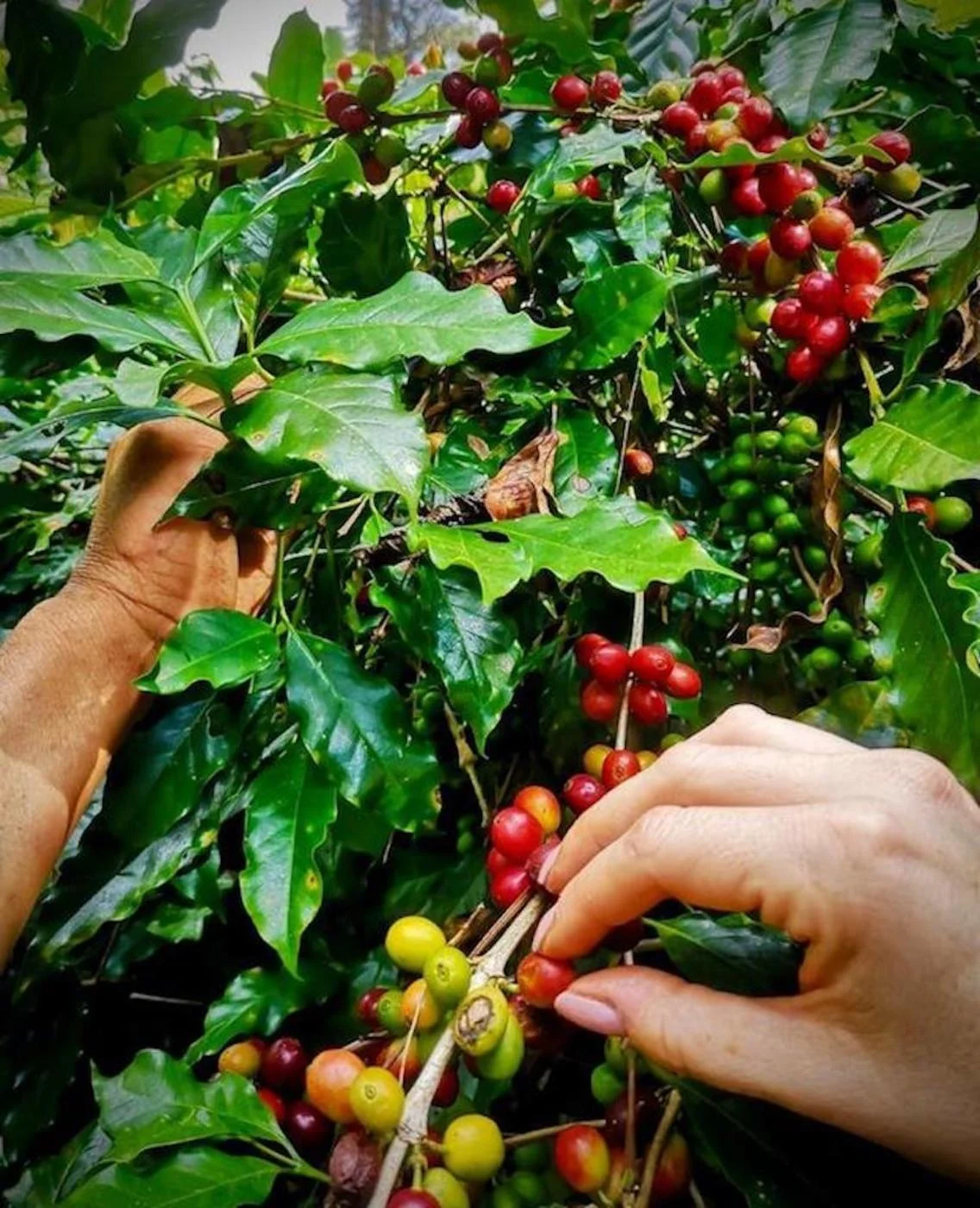 High Quality Coffee MADE IN ITALY 100% Ethic and Sustainable, HONDURAS 100% Arabica  SPECIALTY - 250gr MACINATO MOKA