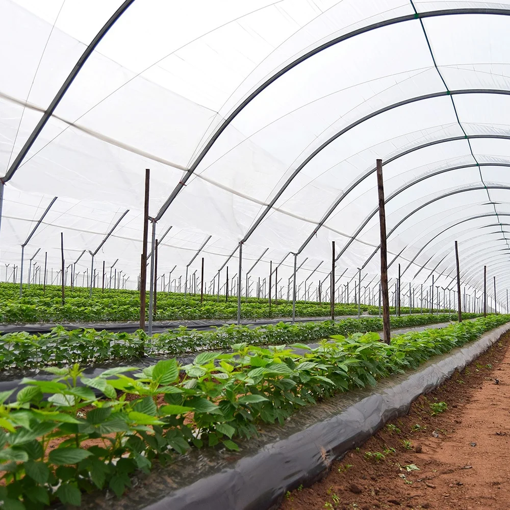 Grow Tents Galvanized Pipe Green House Conservatory Berry Greenhouse Rain Shelter