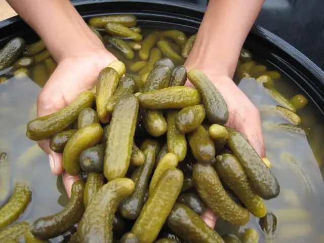 
Gherkins Exporters in Salt Fermented 