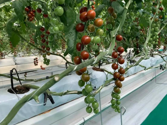 film greenhouse for vegetables planting with irrigation system