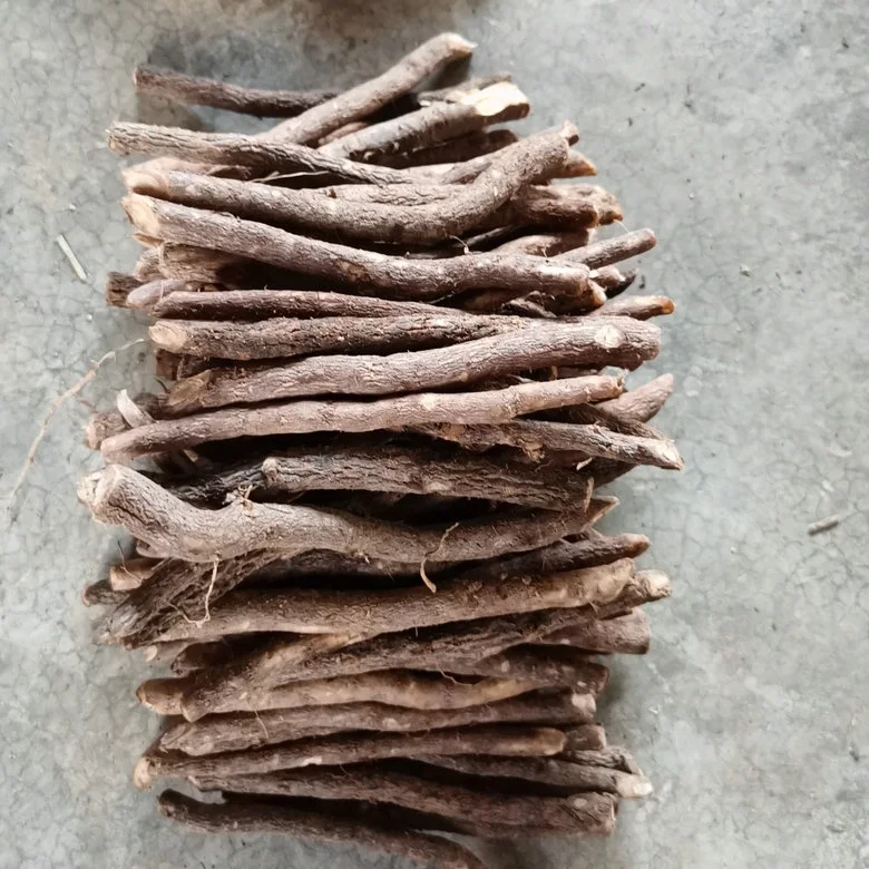 
 Различные типы свежих корней павловнии с сертификатом  