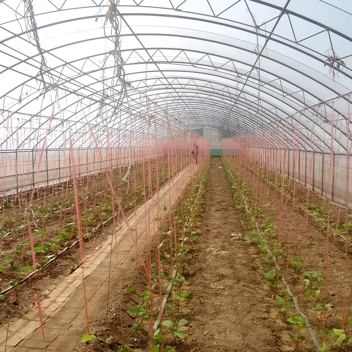 
Singel serre tunnel Agricultural Greenhouses Commercial Greenhouse Cost cheap hemp greenhouse 