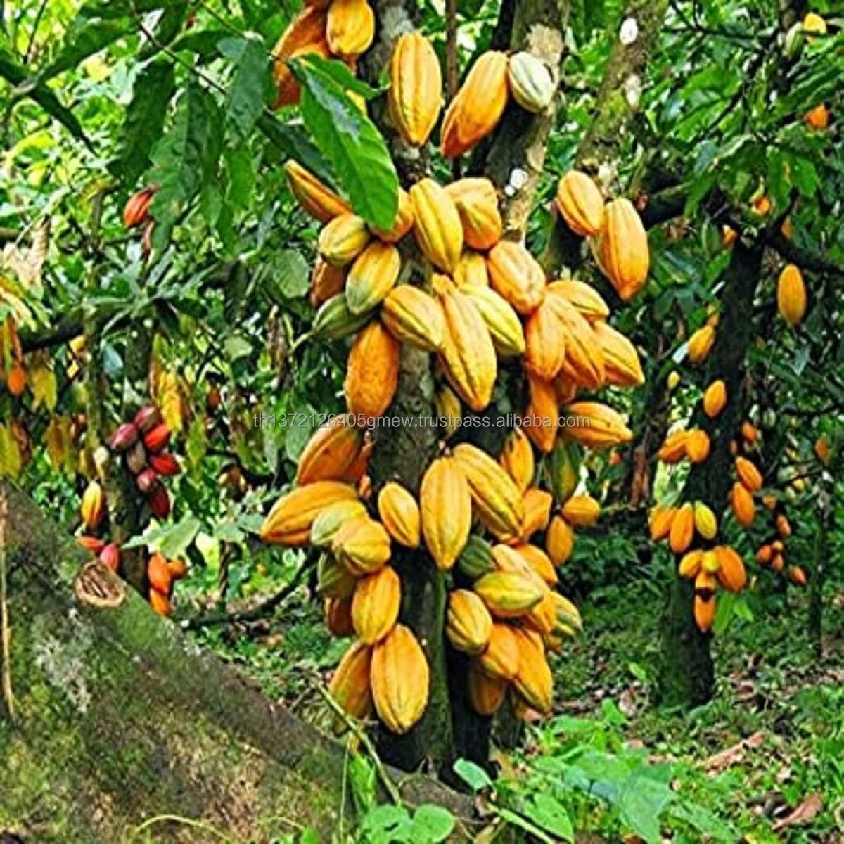 Cocoa (Organic Certified) Natural Cacao