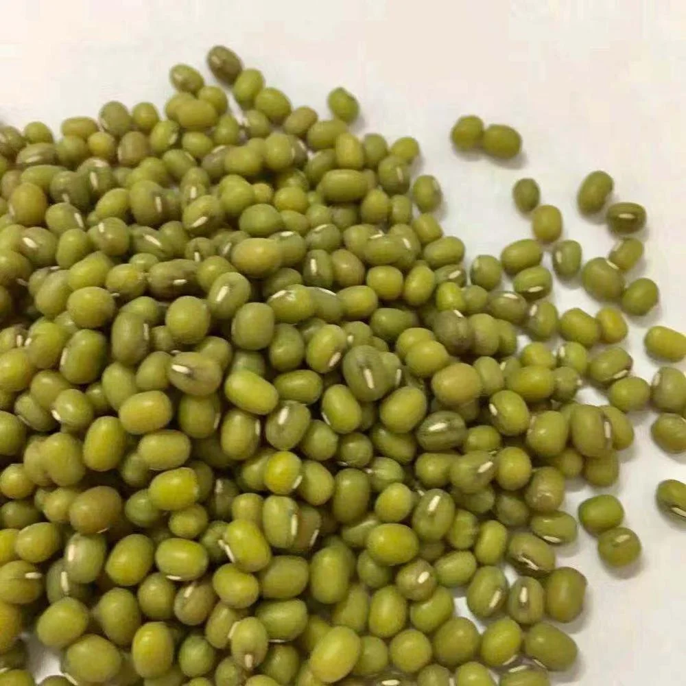 
Bulk Wholesale Green Mung Bean Seed 