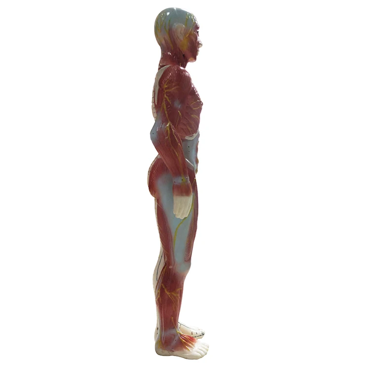 Hot Selling Human Acupuncture Model 60cm Acupuncture And Muscle Model Male Model Containing Acupuncture Pointsfor Practice