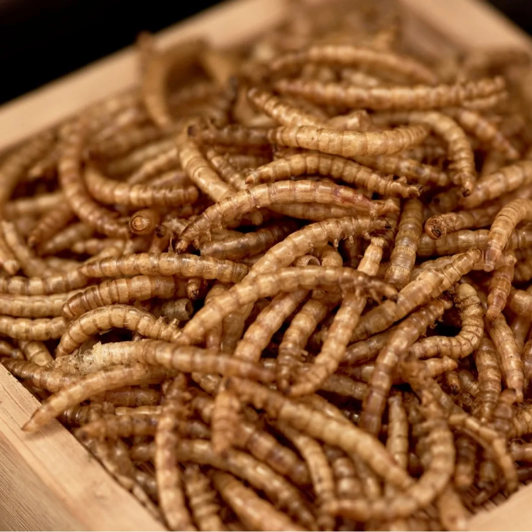 oem odm Dried bread worms wholesale dried yellow mealworms pet food bird food feed hamster snacks ornamental fish turtle food