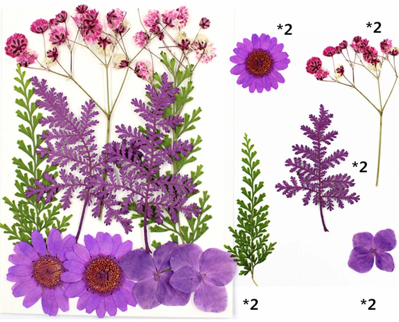 Dry Flower Diy Makeup Nail Phone Case Frame Materials Plant Flower Specimens Real Natural Dried Pressed Flower For Resin